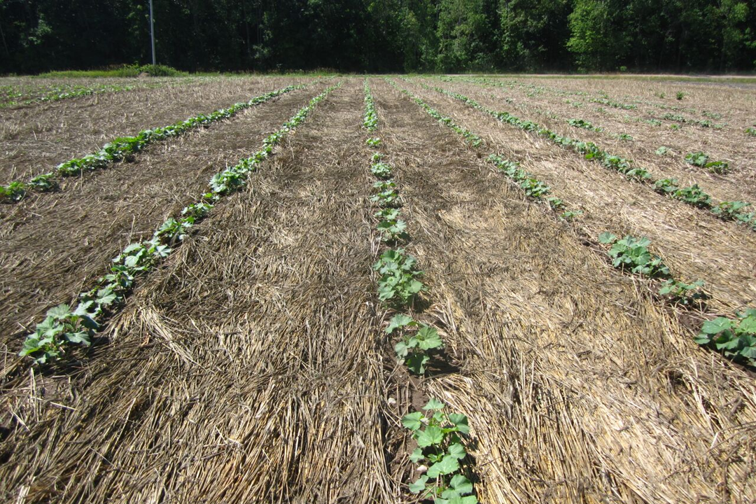 Cucurbits planted into terminated rye.png